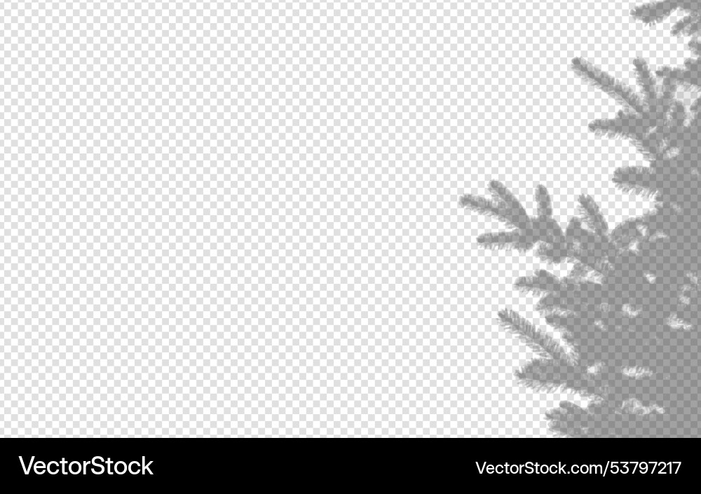 Shadow overlay from a pine tree branch isolated Shadow overlay from a pine tree branch isolated vector image