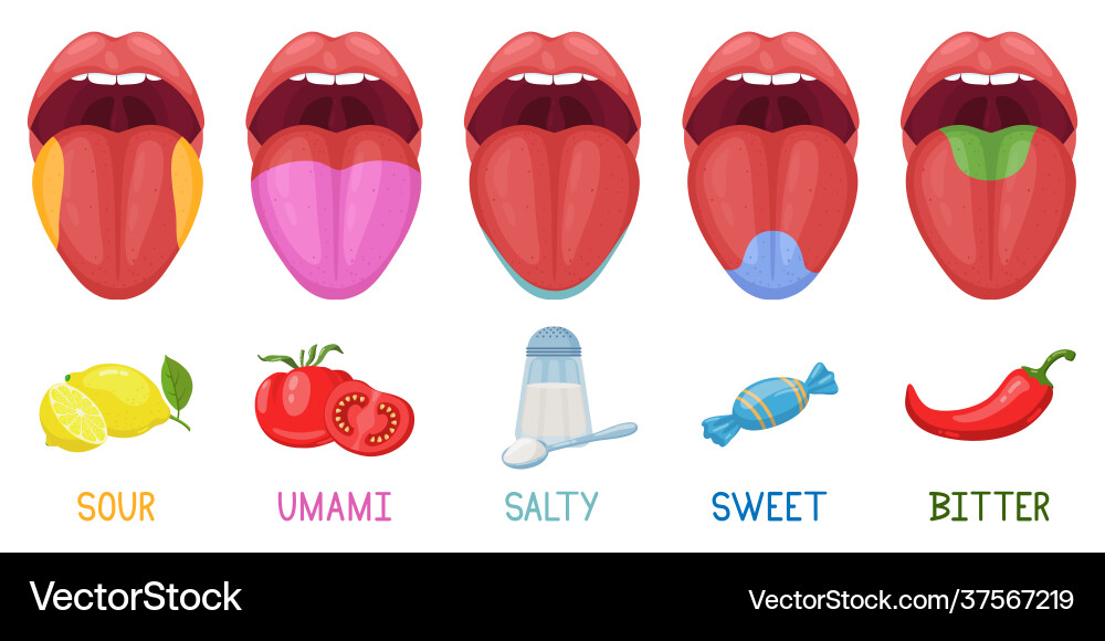 Cartoon human taste areas tongue receptors Cartoon human taste areas tongue receptors vector image