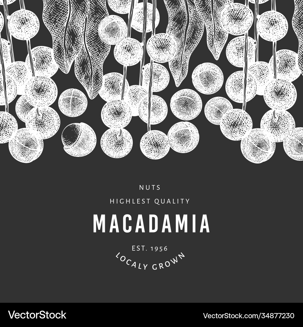 Hand drawn macadamia branch and kernels design vector image