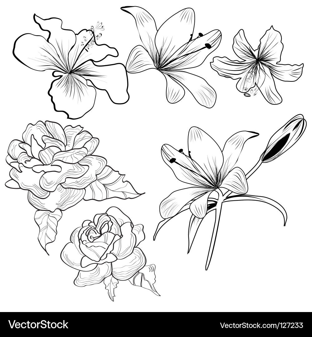 Floral Sketch with Flowers vector image