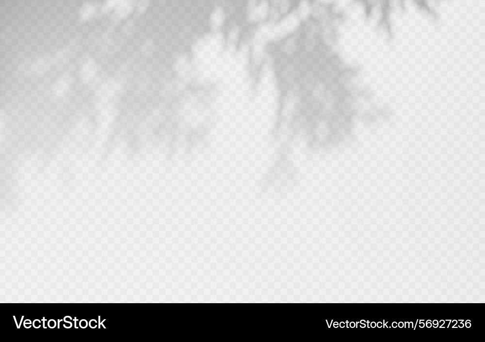Shadow overlay from a tree branch isolated Shadow overlay from a tree branch isolated Vector Image