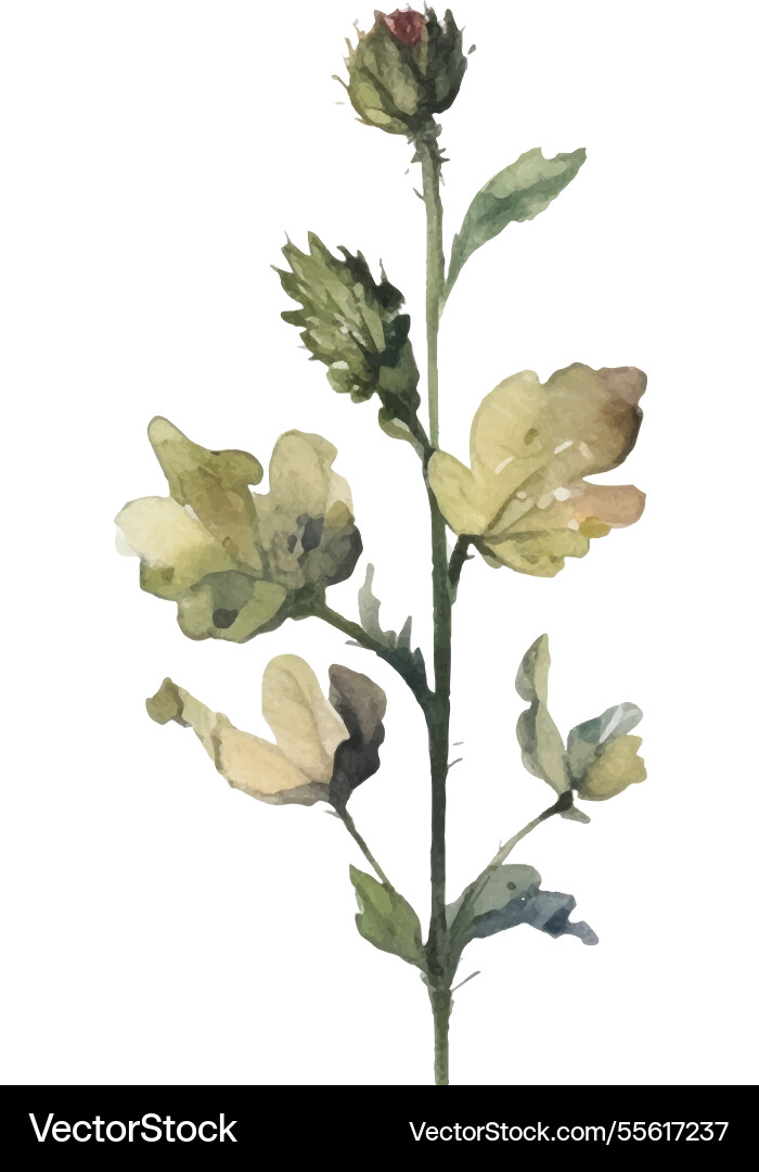 Watercolor painted flower hand drawn Watercolor painted flower hand drawn vector image