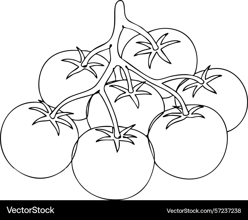 Tomato branch with multiple ripe round tomatoes Vector Image