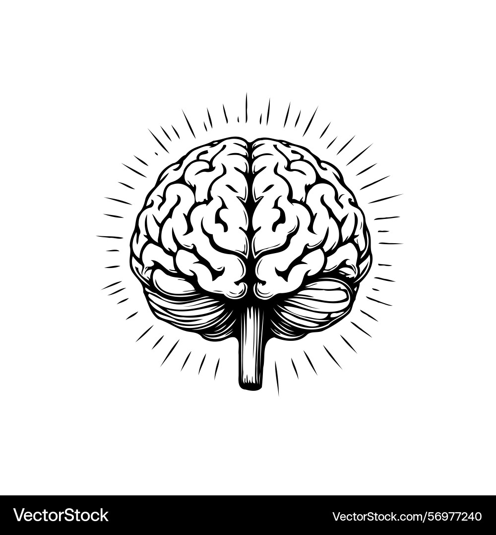 Detailed brain with radiating lines emphasizing Detailed brain with radiating lines emphasizing Vector Image