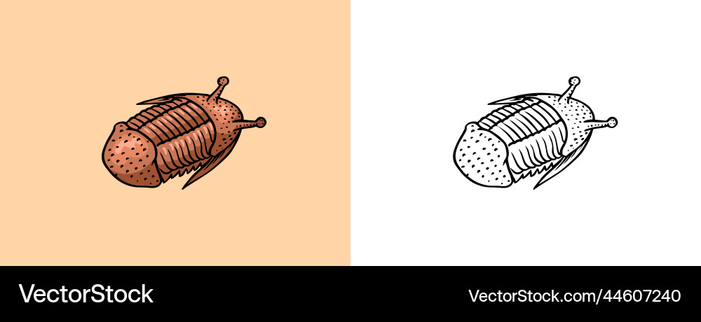 Trilobite Fossil Specimen Fragment Vector Image