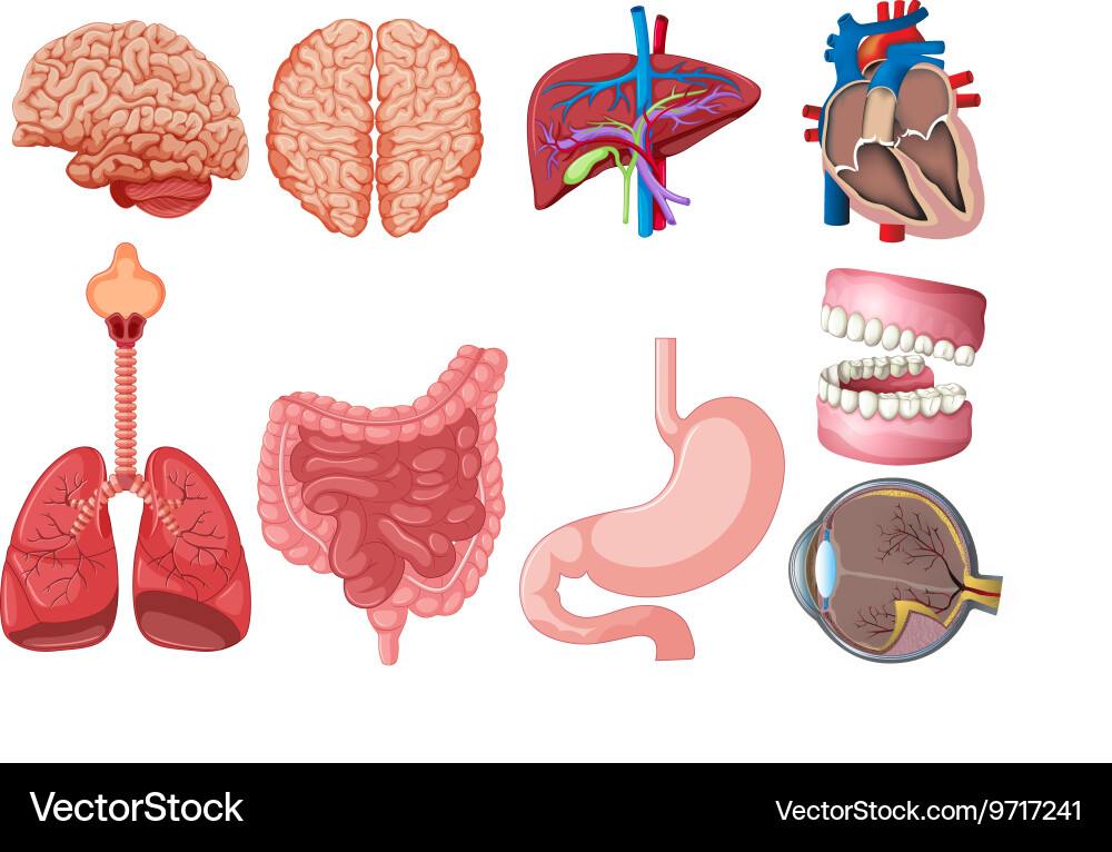 Human Anatomy Collection Royalty Free Vector Image