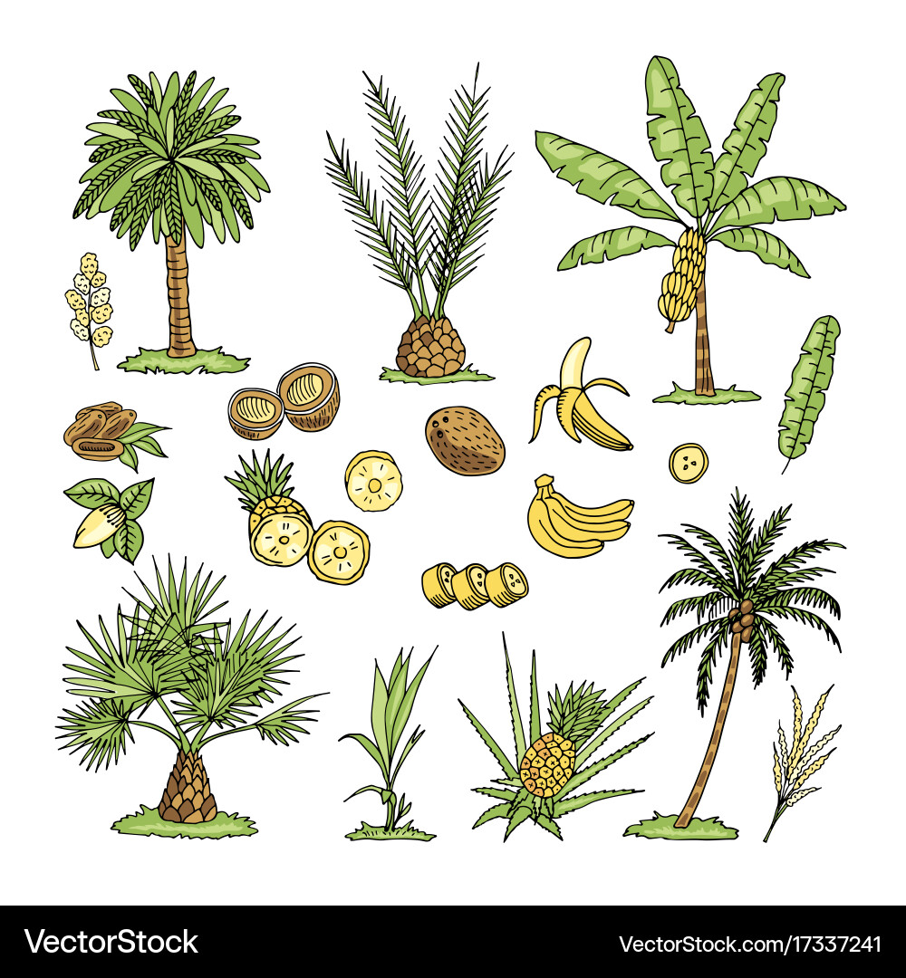 Palm Tree Doodle Set Vector Image