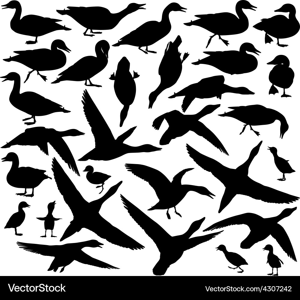 Duck Silhouettes - Wildlife Collection vector image
