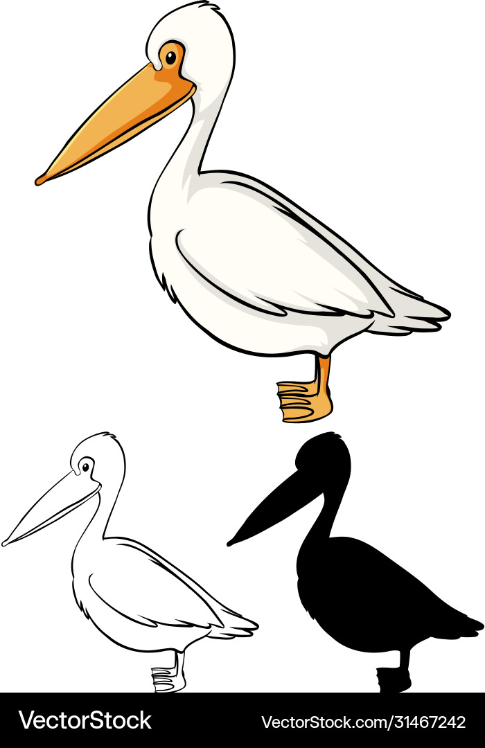 Set pelican cartoon