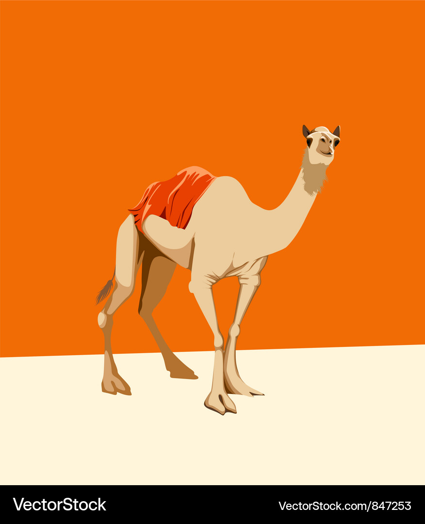 Camel on an orange background Vector Image