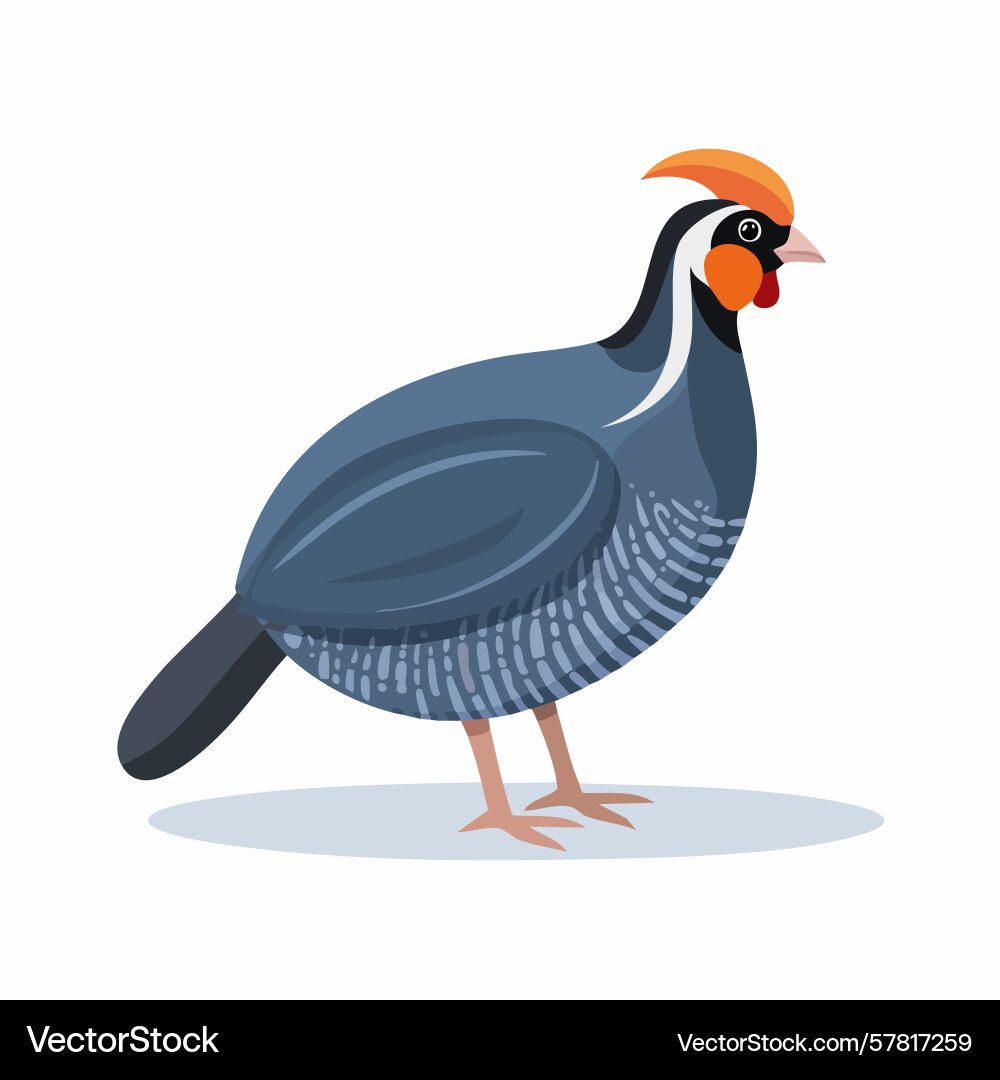A colorful bird with unique crest and det A colorful bird with unique crest and det Vector Image