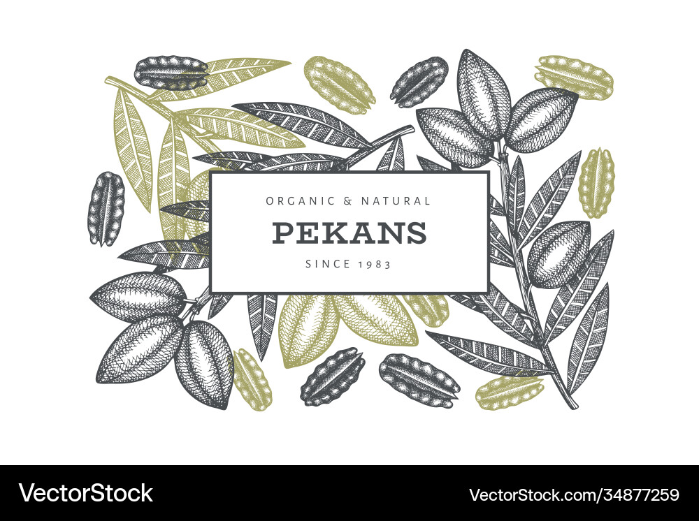 Hand drawn pecan branch and kernels design Hand drawn pecan branch and kernels design vector image