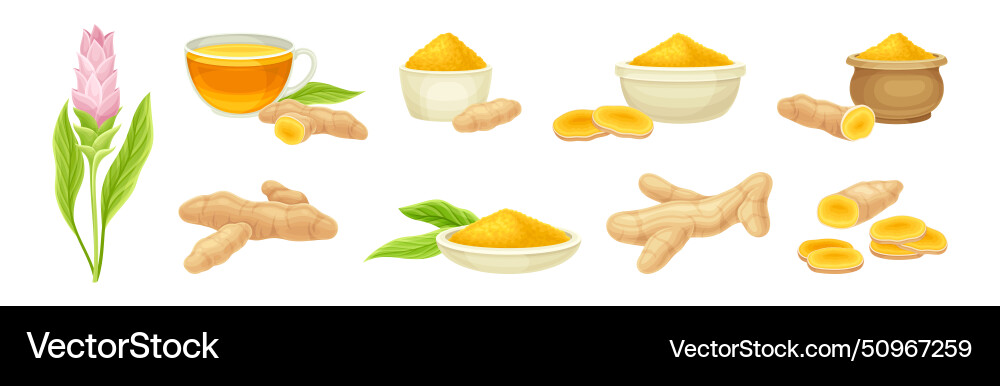 Turmeric plant with root as cooking flavor Vector Image