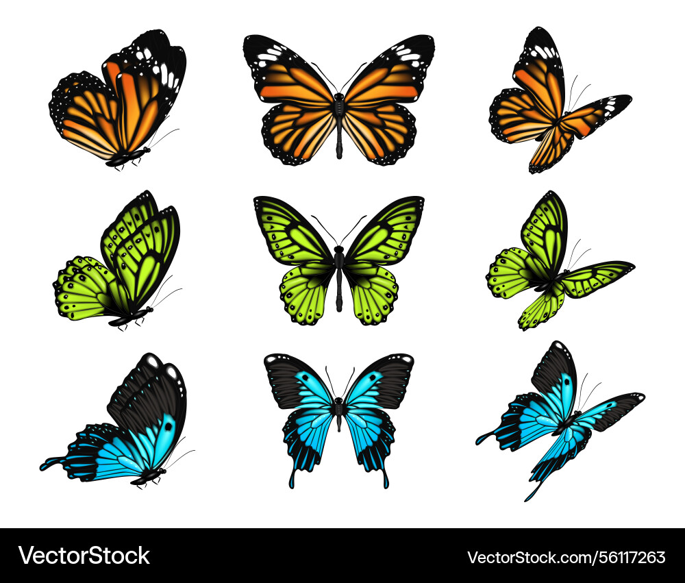 Butterflies insect animals fauna and nature Butterflies insect animals fauna and nature Vector Image