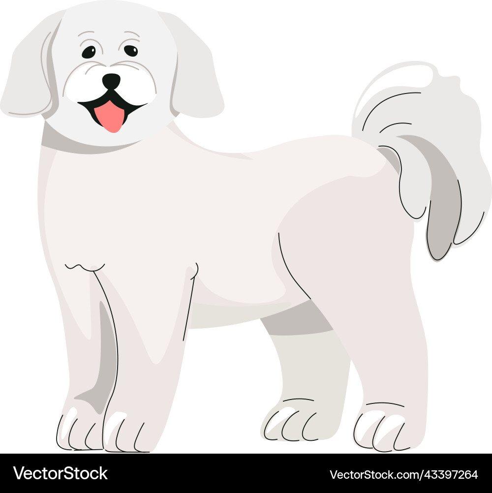 Poodle puppy small dog canine animal pets vector image