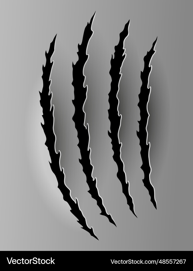 Bear or tiger claw mark scratches and torn traces Bear or tiger claw mark scratches and torn traces vector image