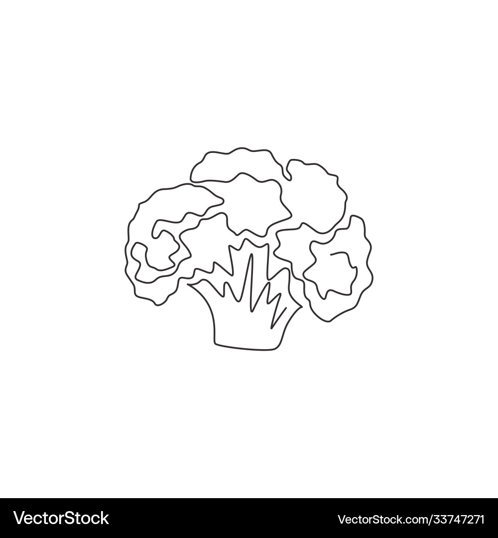 Single Line Cauliflower Drawing Vector Image