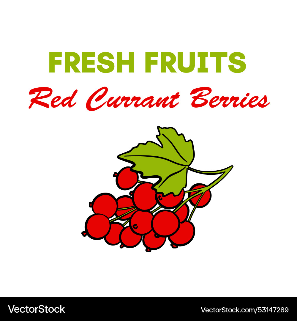 Johannisbeeren Obst-Ikonenkarte für Broschüren Banner Johannisbeeren Obst-Ikonenkarte für Broschüren Banner vektorbild