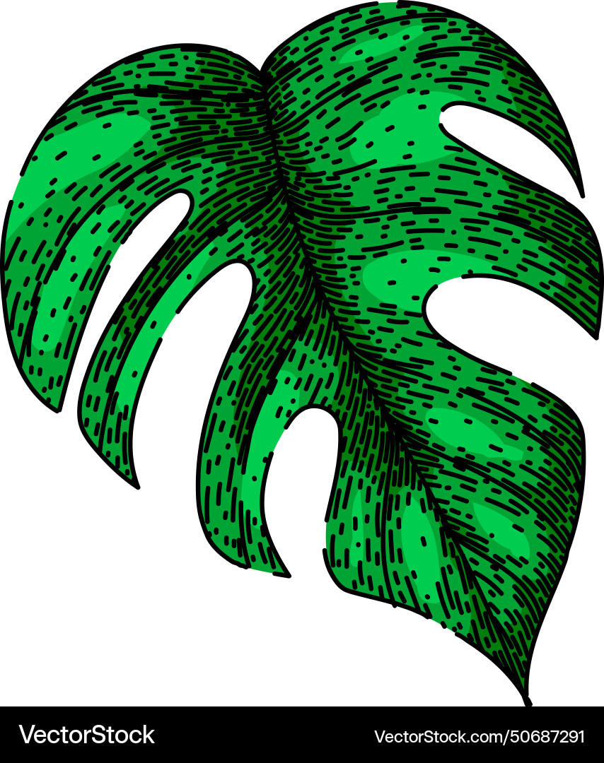 Palm monstera leaf sketch hand drawn Palm monstera leaf sketch hand drawn vector image