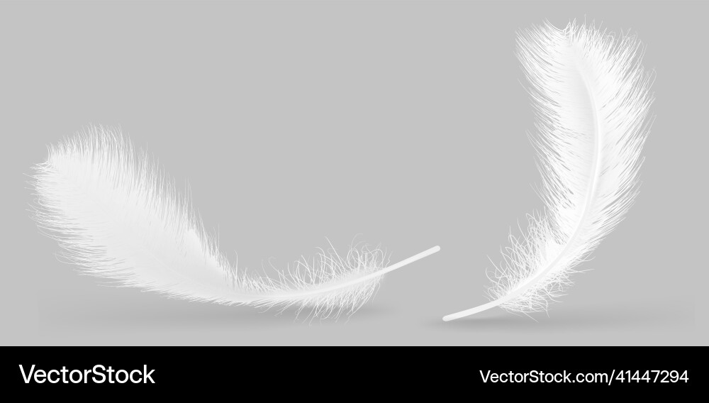 Feder isoliert auf grauem Hintergrund Design Feder isoliert auf grauem Hintergrund Design vektorbild
