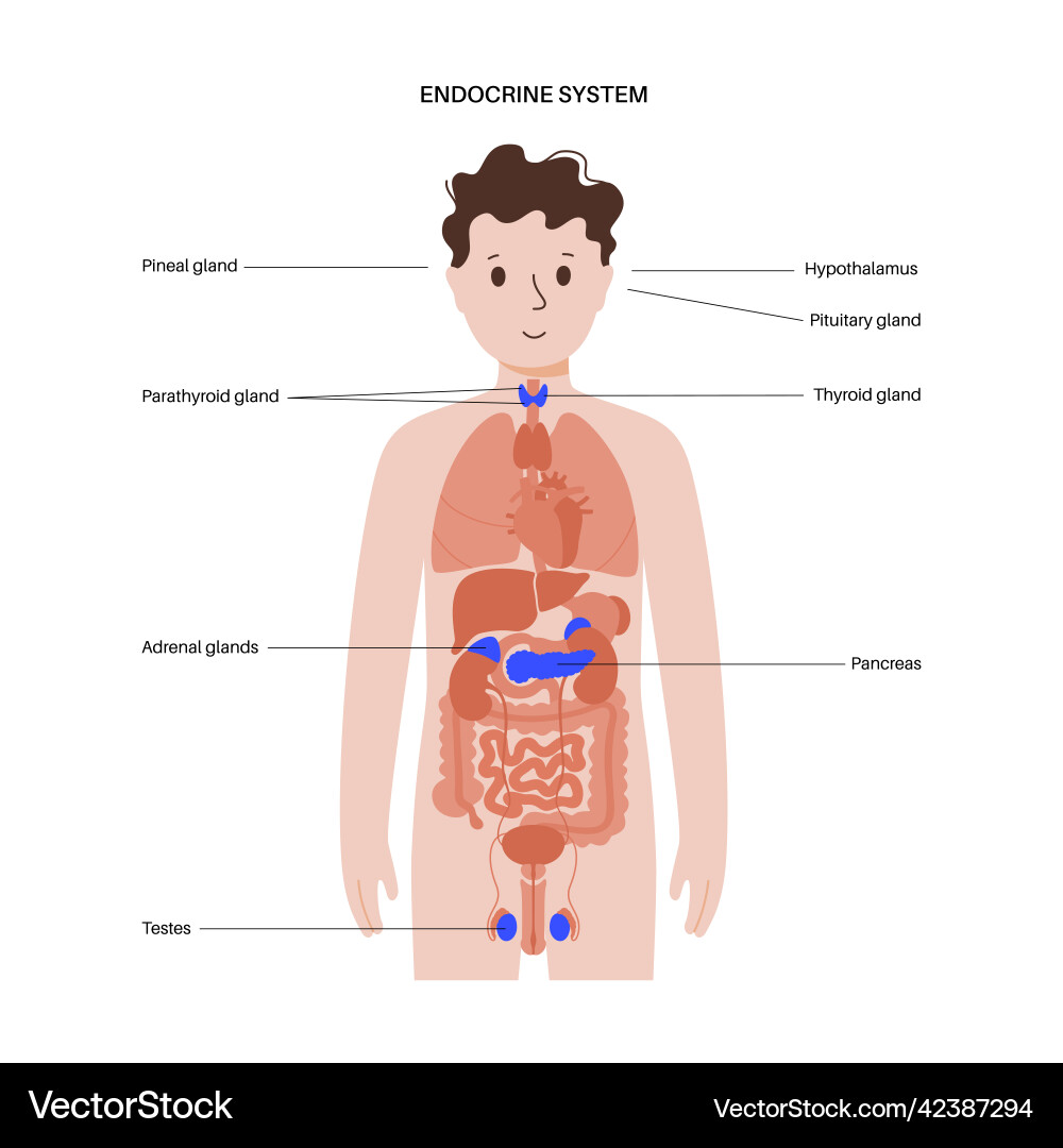 Human endocrine system Royalty Free Vector Image