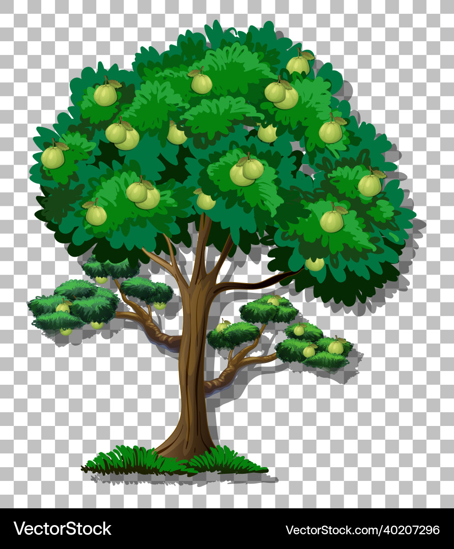 Guava tree on transparent background vector image