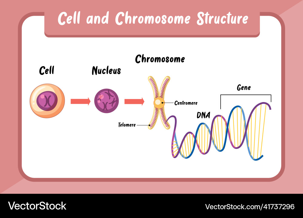 Zell- und Chromosomenstruktur Infografik Zell- und Chromosomenstruktur Infografik vektorbild