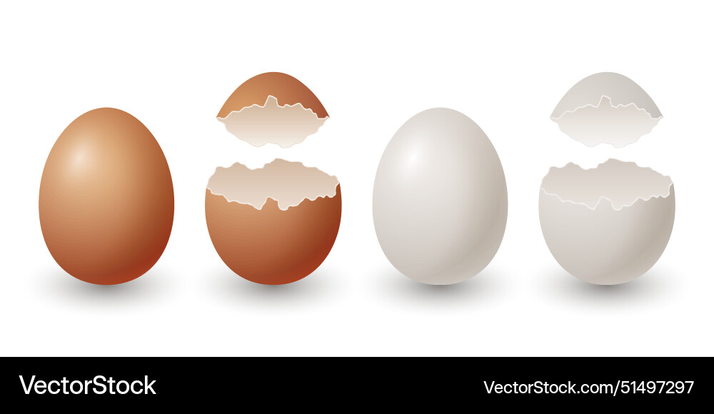 3d realistic brown and white chicken eggs 3d realistic brown and white chicken eggs vector image