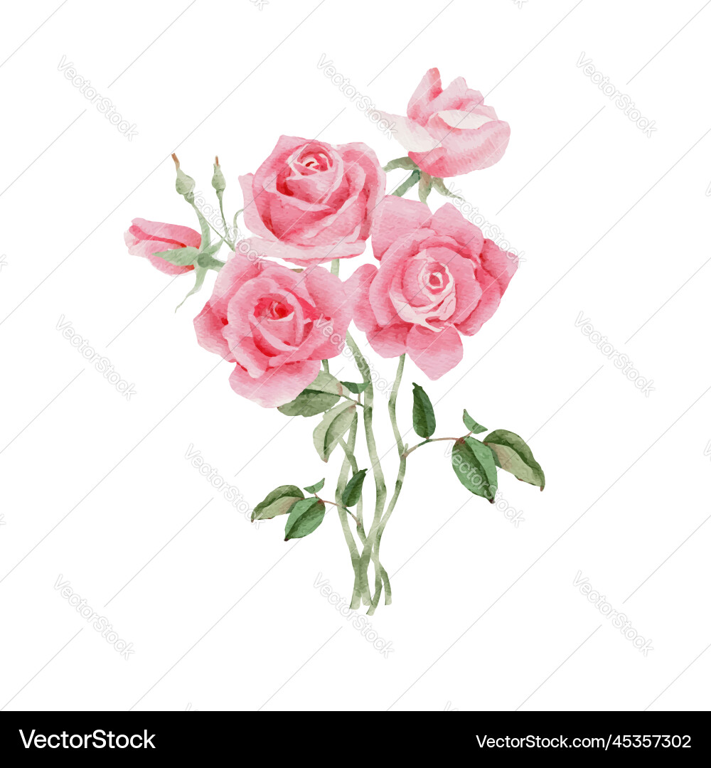 Watercolor Pink Rose Bouquet Vector Image