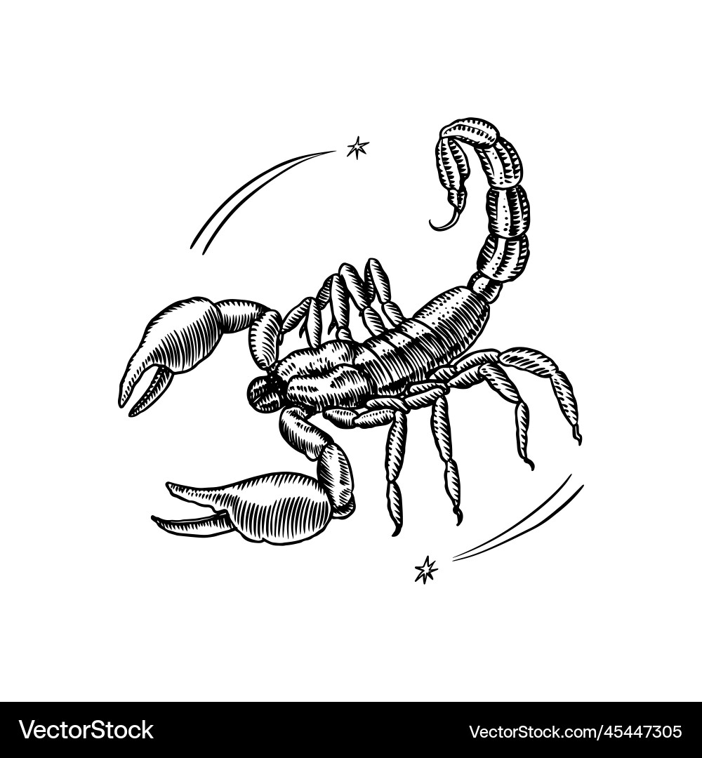 Scorpio Sternzeichen moderne Magie astrologische Scorpio Sternzeichen moderne Magie astrologische vektorbild
