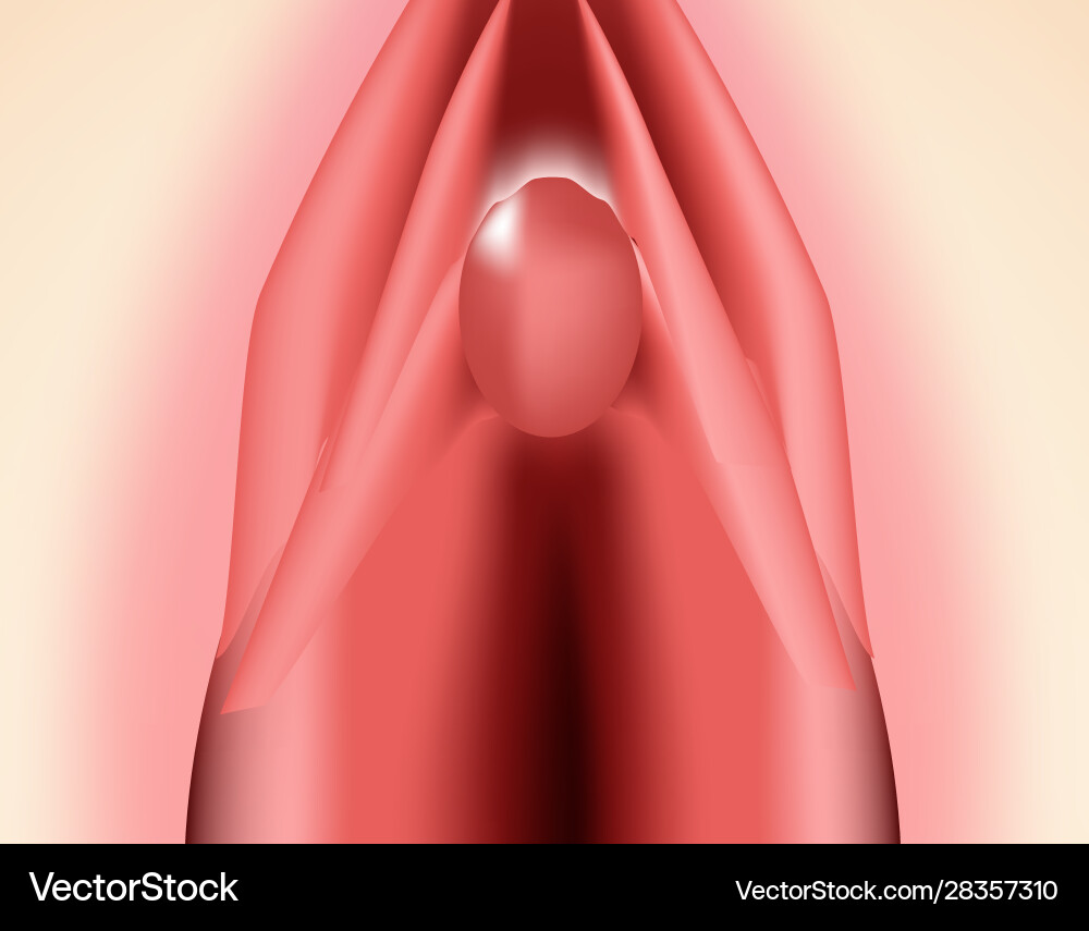Structure vulva the Structure vulva the vector image