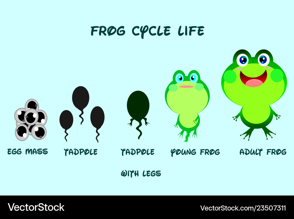 Froschlebenszykluscartoon styleanimals Froschlebenszykluscartoon styleanimals vektorbild