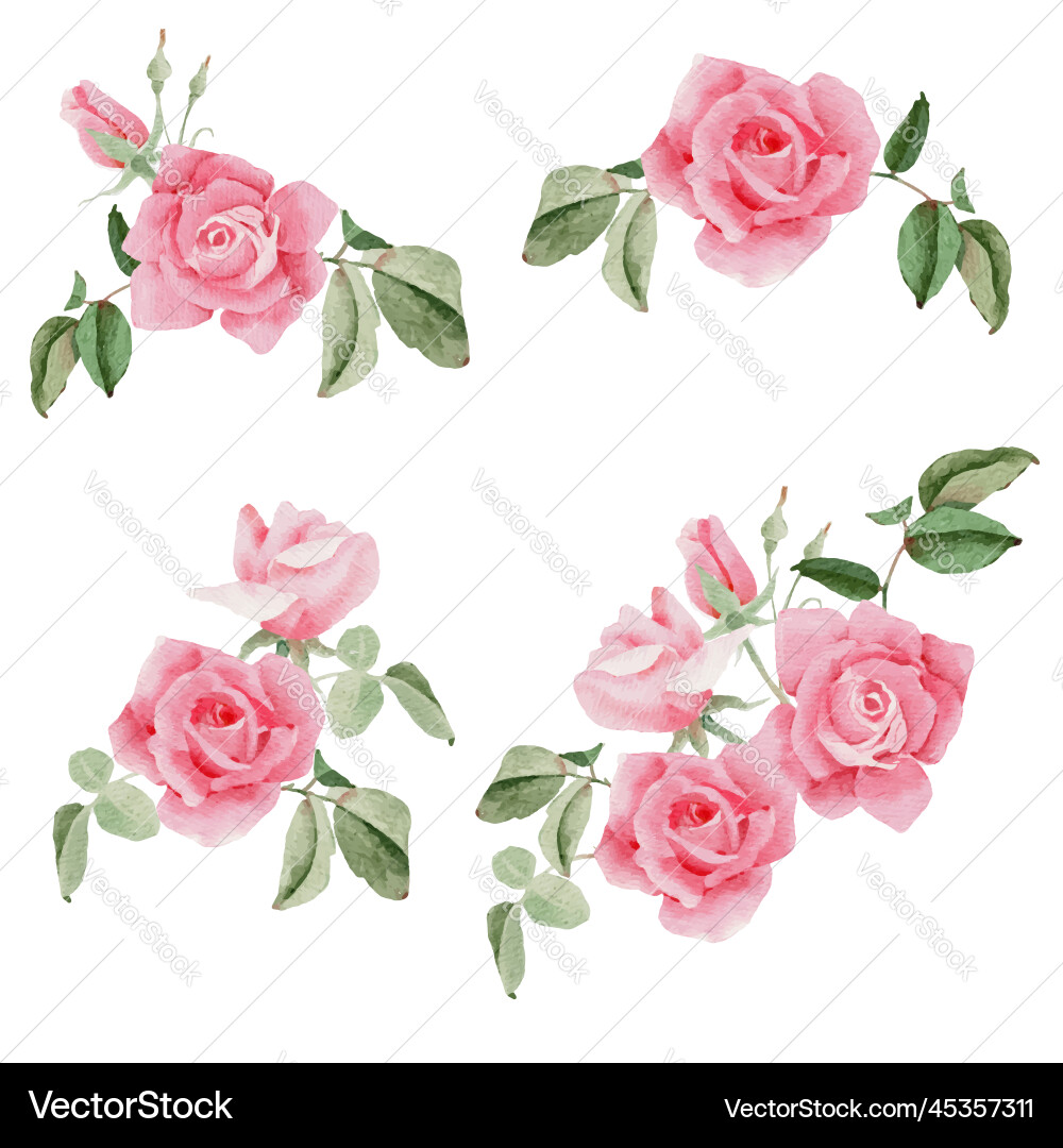 Watercolor Pink Rose Bouquet Vector Image