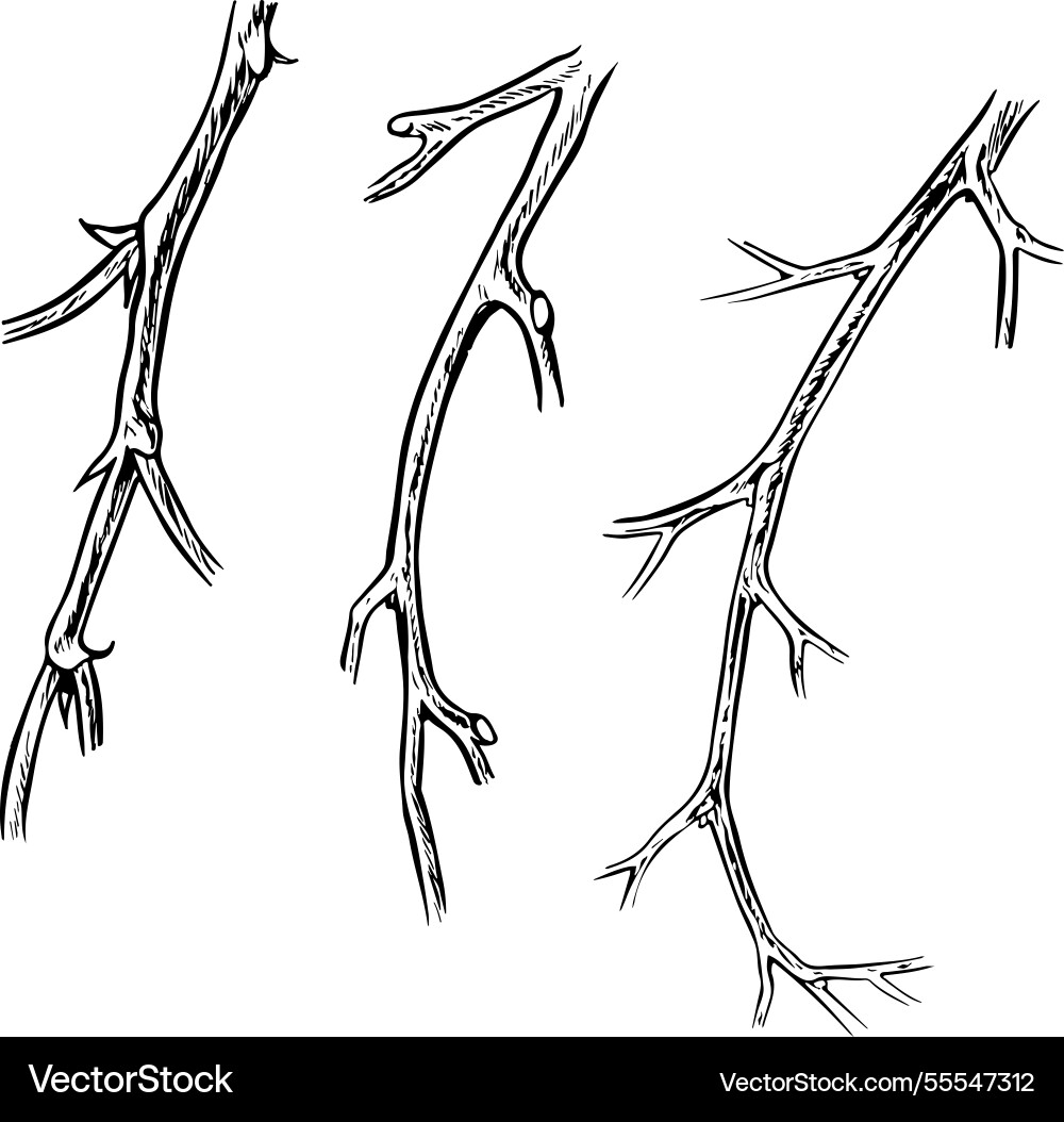 A set of branches empty twigs that emphasize Vector Image