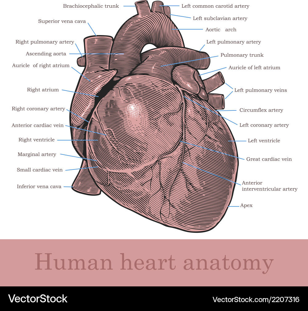 Human heart anatomy Royalty Free Vector Image - VectorStock