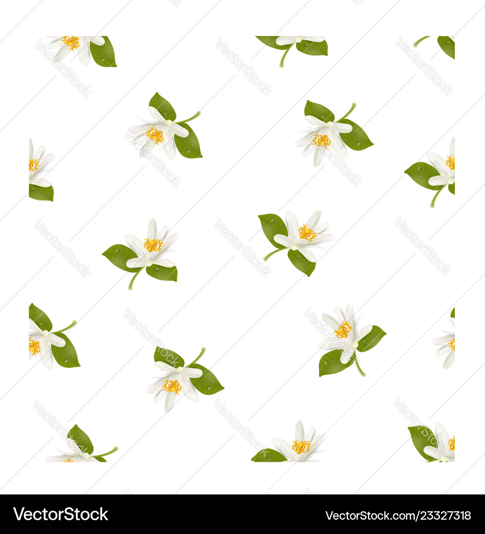 Seamless pattern with realistic citrus blooming Seamless pattern with realistic citrus blooming vector image