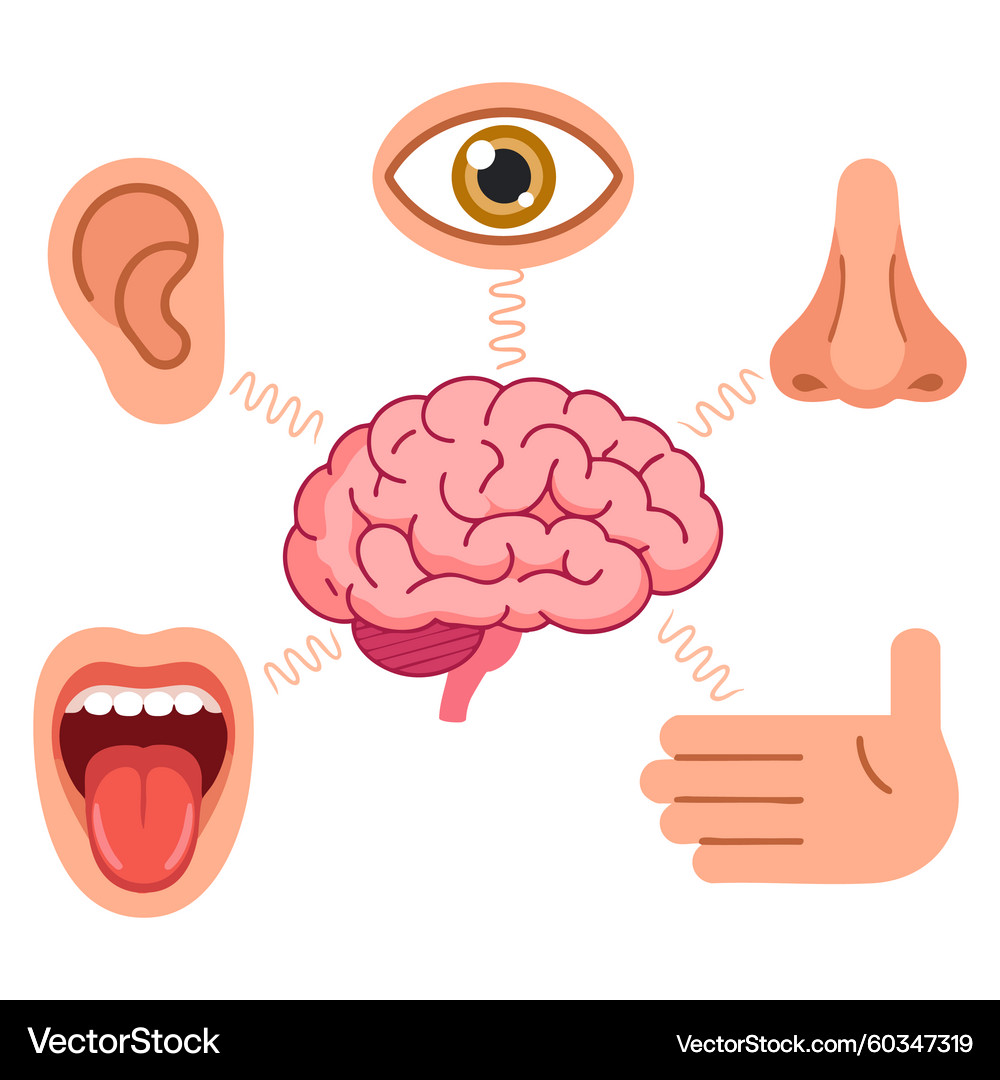 Human Sensor System Human Sensory System Connection – Royalty-Free Vector | VectorStock
