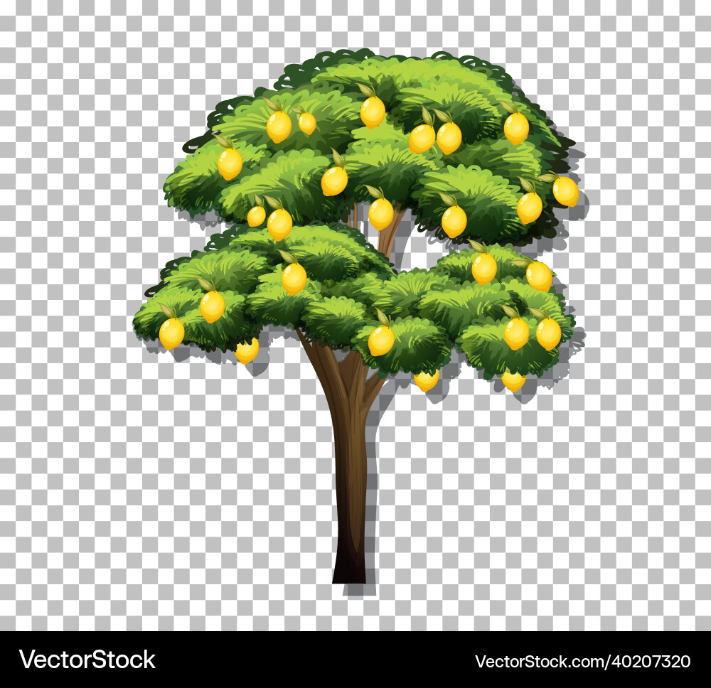 Lemon tree on transparent background vector image