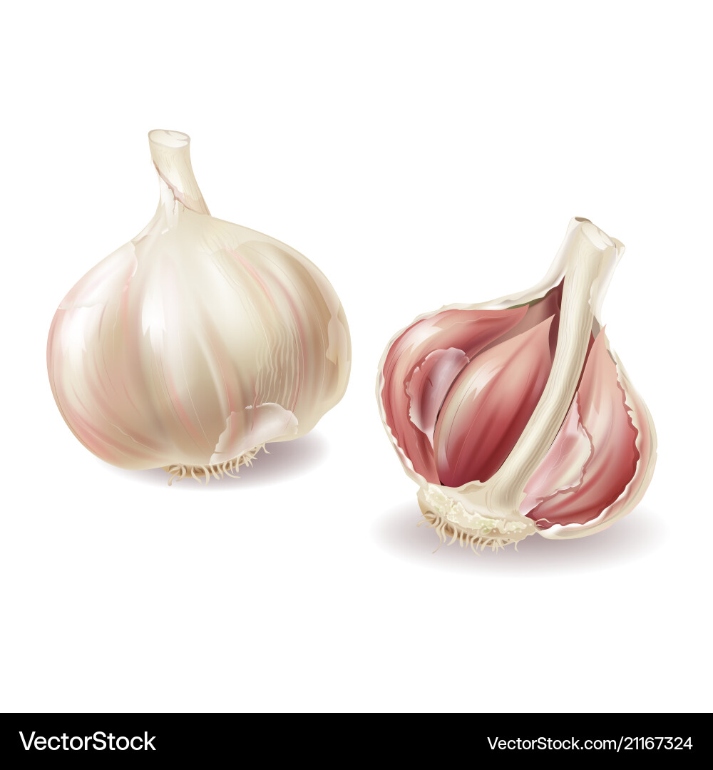 Realistic 3D Garlic Set Vector Image