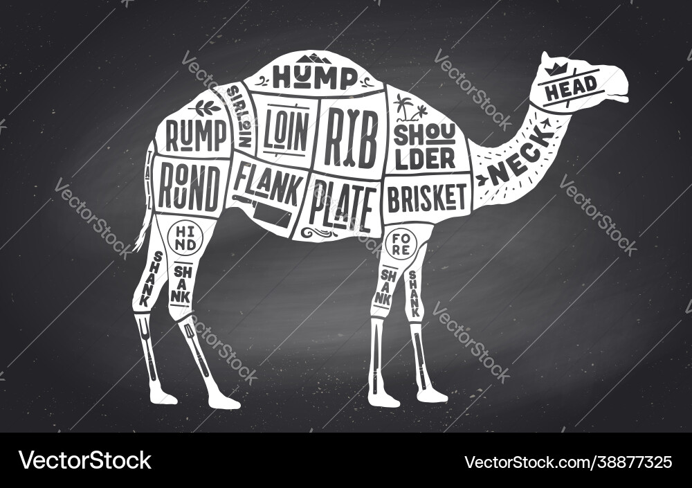 Camel dromedary scheme diagram chart pork Vector Image