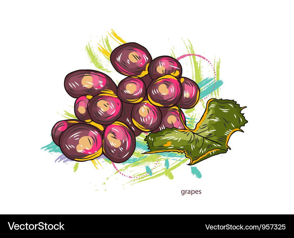 Grapes with colorful splashes Vector Image