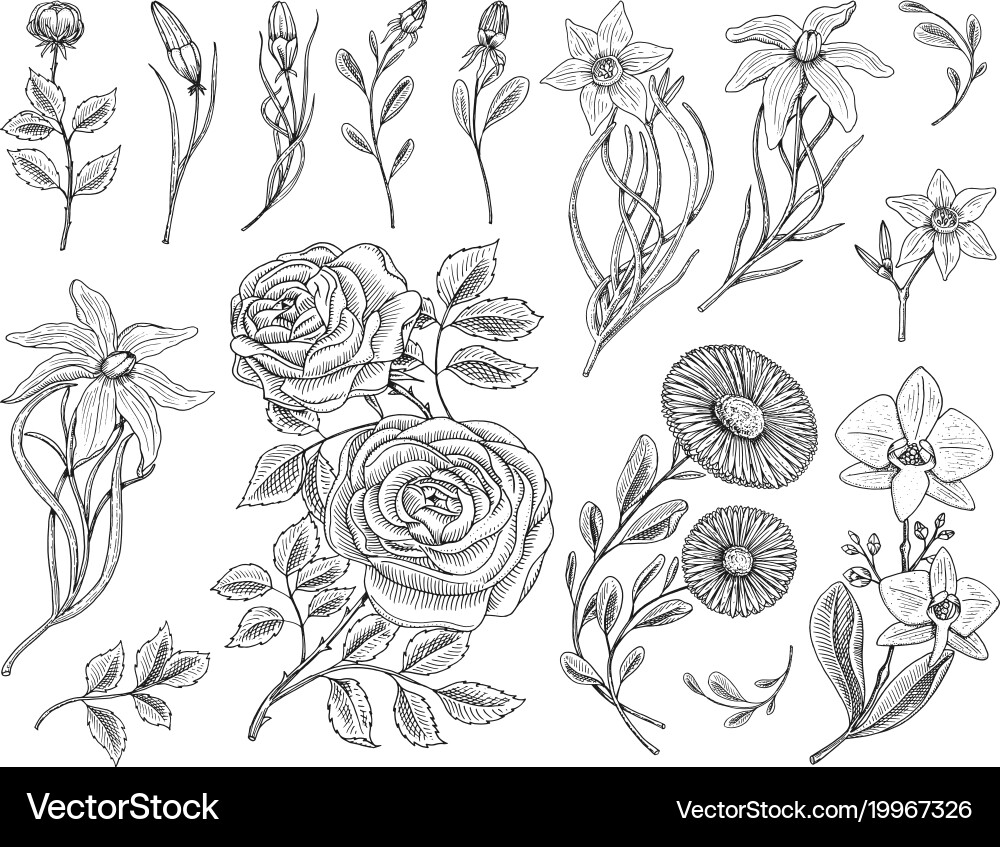 Vintage Floral Sketch - Roses & Botanicals Vector Image