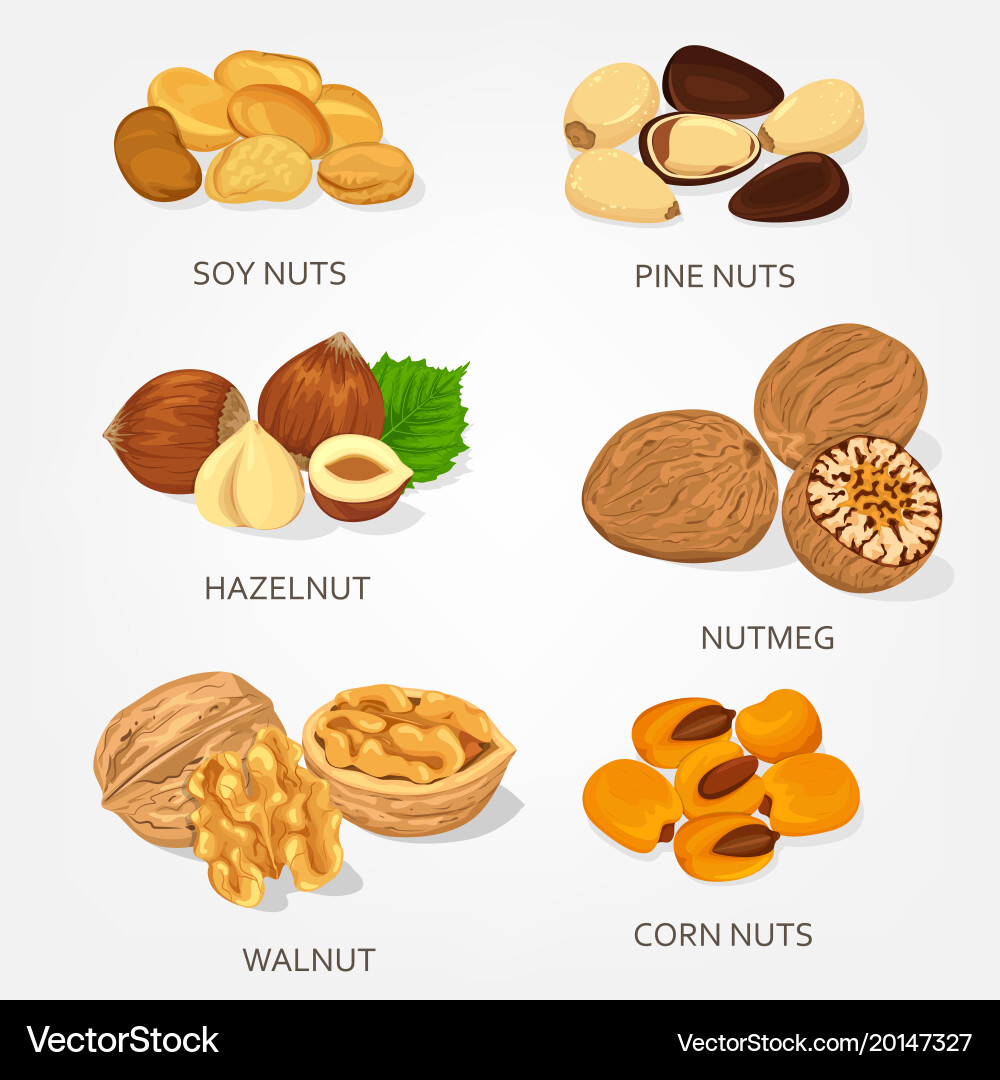 Hazelnut and walnut corn soy nuts shell vector image