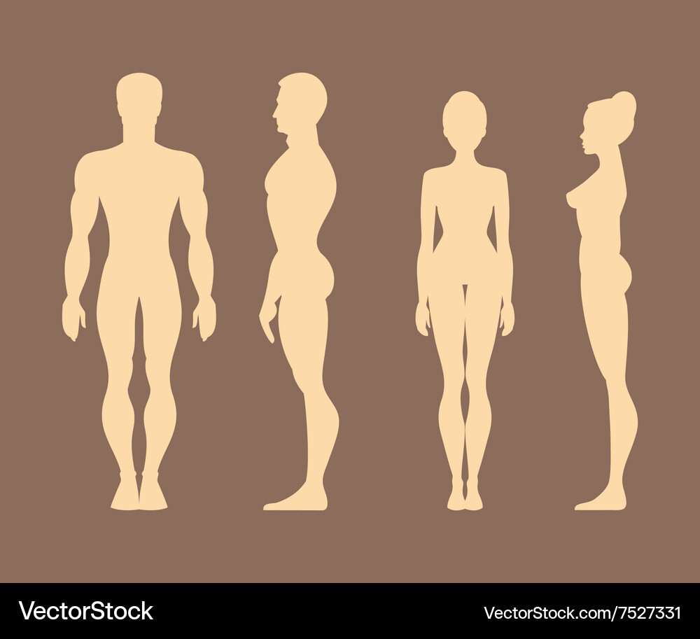 Anatomy Silhouettes – Men & Women Vector Image
