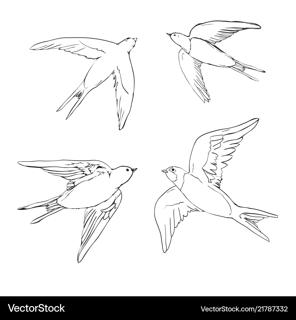 Set swallow icons design elements vector image