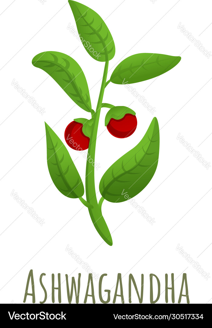 Ashwagandha plant icon cartoon style Ashwagandha plant icon cartoon style vector image