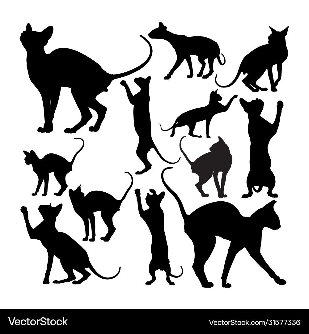 Sphynx Cat Silhouettes - Hairless Feline vector image