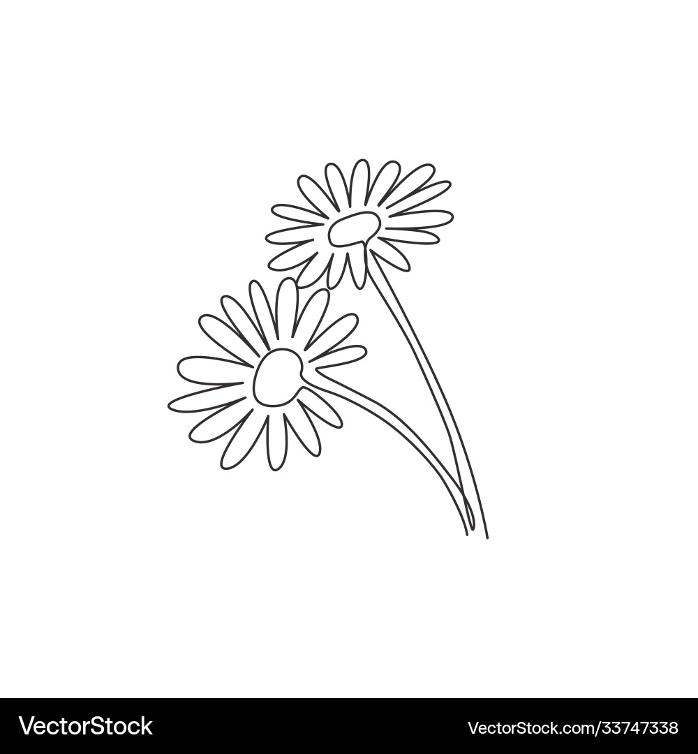 Elegant Single Line Daisy Vector Image