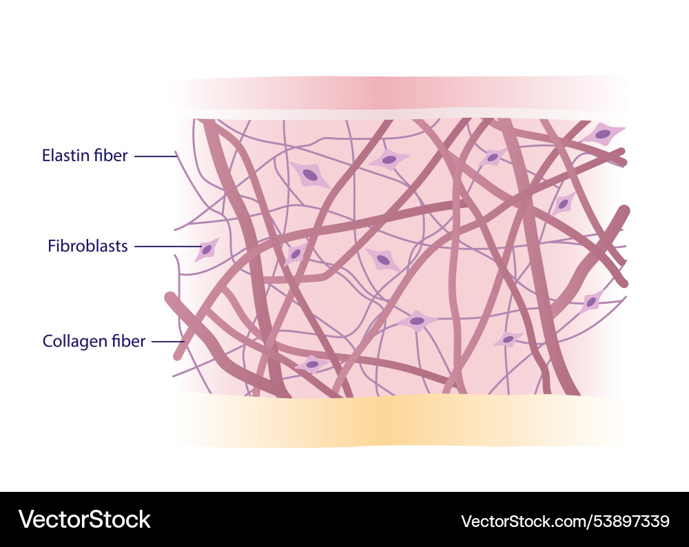 Cross section of skin layer with intact collagen Vector Image