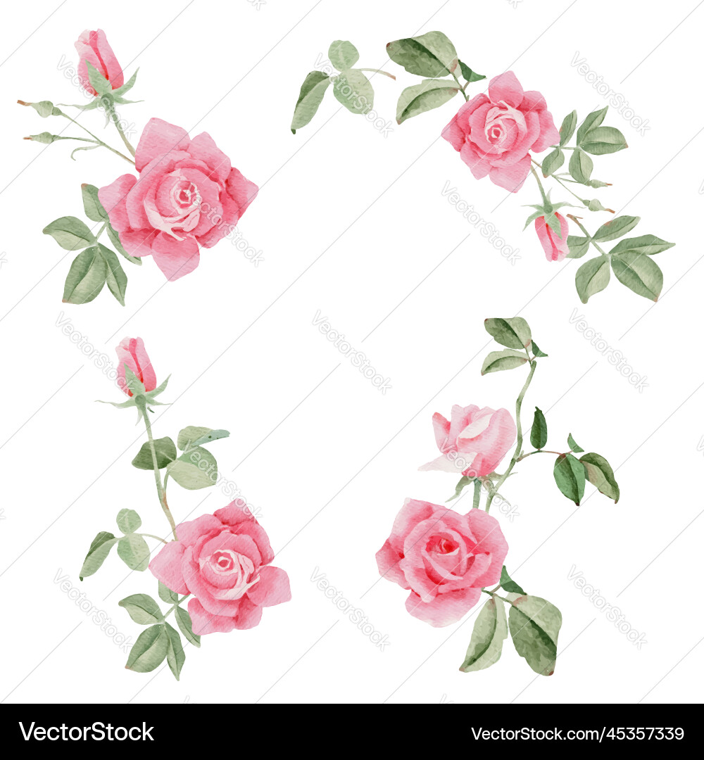 Watercolor Pink Rose Bouquet Vector Image